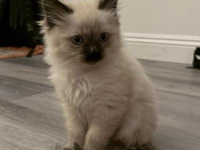 Himalayan Kittens - Himalayan - Gallery Photo #1