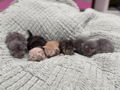 Easter Kitten Basket - Siberian - Gallery Photo #1