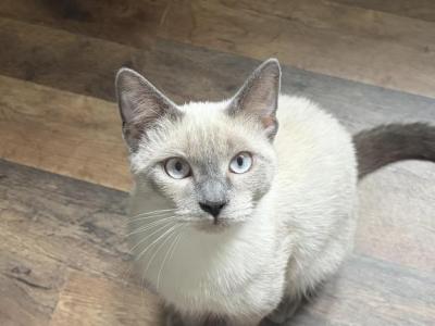 Yoshi And Emi - Siamese - Gallery Photo #1