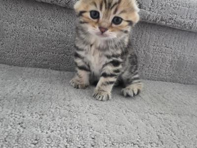 Luna - Scottish Fold - Gallery Photo #1