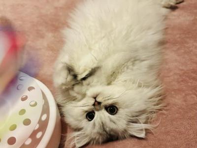 Katy - Persian - Gallery Photo #1