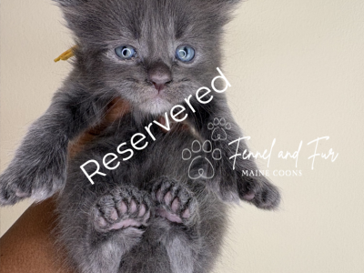 Overseer Hank Polydactyl Blue Smoke - Maine Coon - Gallery Photo #1