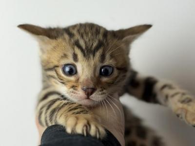 Pumpkin - Bengal - Gallery Photo #1