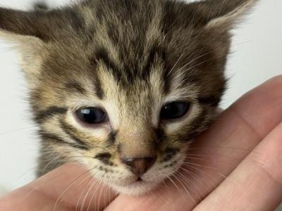 Sprout - Bengal - Gallery Photo #1