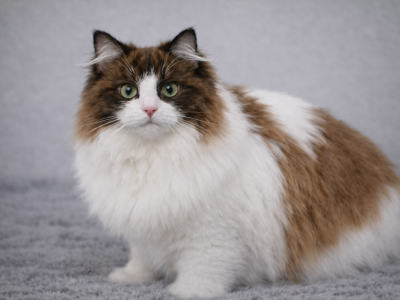 Cinnamon Girl - Ragdoll - Gallery Photo #1