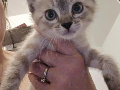 Lynx Point Siamese Kittens - Siamese - Gallery Photo #1