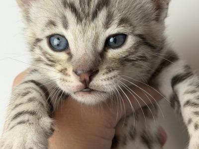 Potato - Bengal - Gallery Photo #1