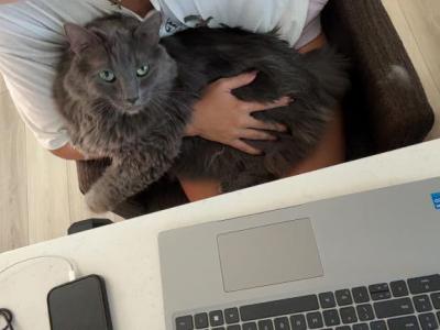 Tom - Russian Blue - Gallery Photo #1