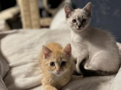 Kane - Domestic - Gallery Photo #1