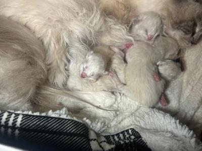 RAGDOLL OF BREVARD - Ragdoll - Gallery Photo #1
