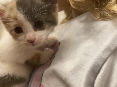 Ivy - Domestic - Gallery Photo #1