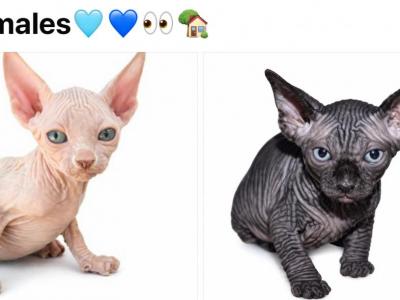 2 Male Sphynx - Sphynx - Gallery Photo #1