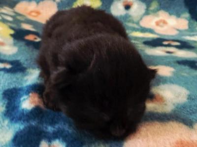 Winona - Siberian - Gallery Photo #1