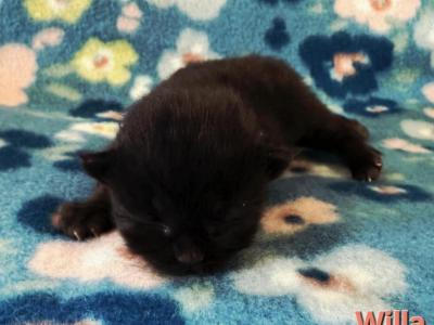 Willa - Siberian - Gallery Photo #1