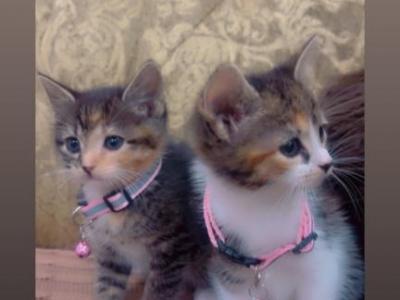 2 Beautiful Kittens - American Shorthair - Gallery Photo #1