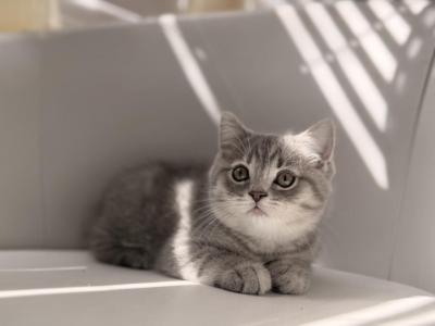 Male Scottish Straight Cute - Scottish Straight - Gallery Photo #1