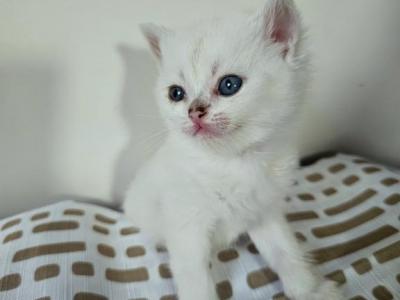 Mint - British Shorthair - Gallery Photo #1