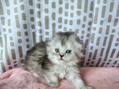 Muffin - Scottish Fold - Gallery Photo #1