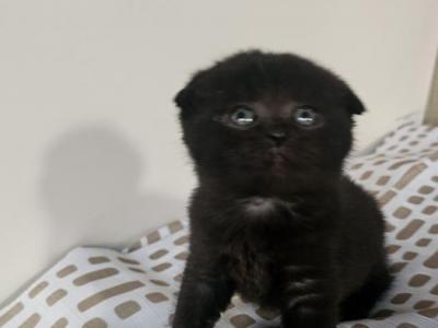 Candy - Scottish Fold - Gallery Photo #1