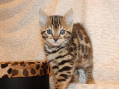 Leopard Rosetted Female - Bengal - Gallery Photo #1