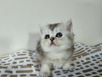 Frosty - British Shorthair - Gallery Photo #1