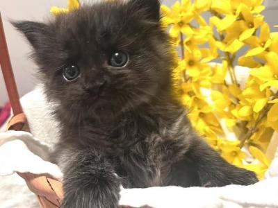 Bruce Wayne - Maine Coon - Gallery Photo #1