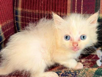 Ariel Litter - Ragdoll - Gallery Photo #1
