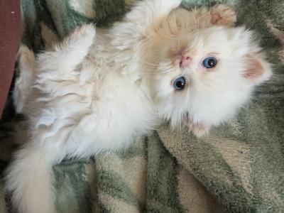 Skeef - Persian - Gallery Photo #1