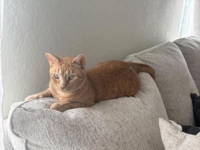 Cheeto - American Shorthair - Gallery Photo #1