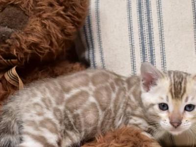 Artemis - Bengal - Gallery Photo #1