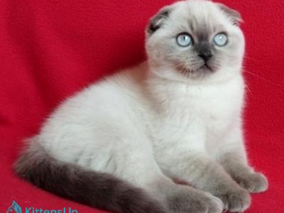 O Hara - Scottish Fold - Gallery Photo #1