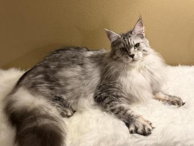 Mainecoon Black Silver Tabby Girl - Maine Coon - Gallery Photo #1