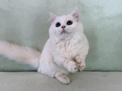 Munchkin White Male - Munchkin - Gallery Photo #1