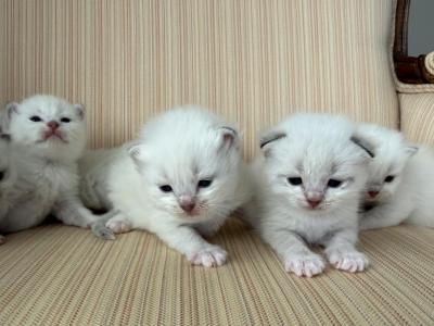 British Shorthair Color Point - British Shorthair - Gallery Photo #1