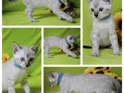 Alana - Bengal - Gallery Photo #1