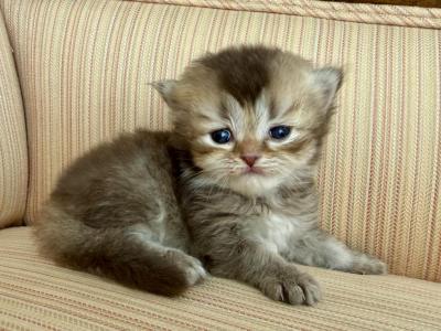 British Shorthair Dark Golden - British Shorthair - Gallery Photo #1