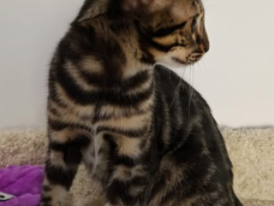 Maximus - Bengal - Gallery Photo #1