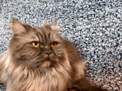 June - Persian - Gallery Photo #1