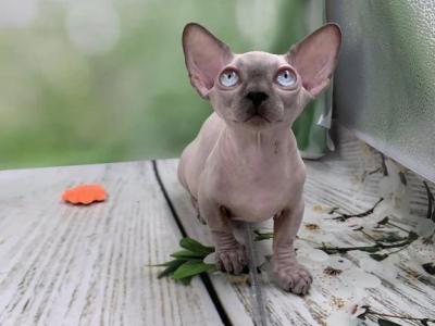 Bambi - Bambino - Gallery Photo #1