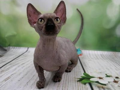 Lulu - Bambino - Gallery Photo #1