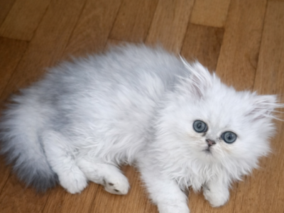 Boy 1 - Persian - Gallery Photo #1