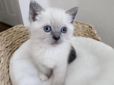 Sky Is The Limit - Ragdoll - Gallery Photo #1