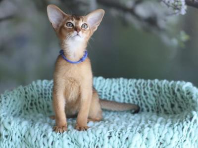 Rocky - Abyssinian - Gallery Photo #1