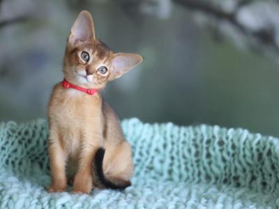 Ruby - Abyssinian - Gallery Photo #1