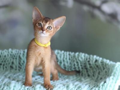 Rory - Abyssinian - Gallery Photo #1