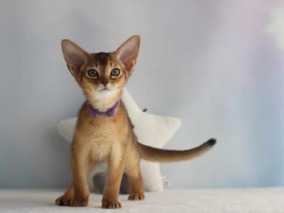 Reo - Abyssinian - Gallery Photo #1