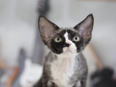 Zelma - Devon Rex - Gallery Photo #1