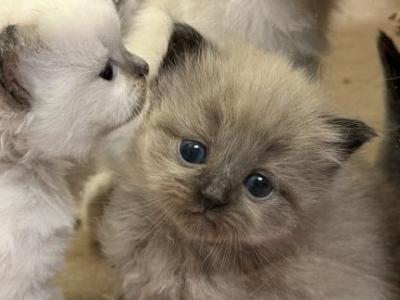 Ragdolls Pittsburgh Pa - Ragdoll - Gallery Photo #1