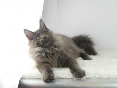 XL BU MOON MALE MAINE COON KITTEN - Maine Coon - Gallery Photo #1