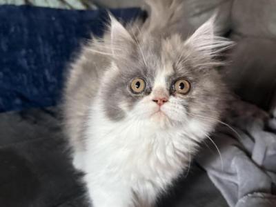Chicken - Persian - Gallery Photo #1